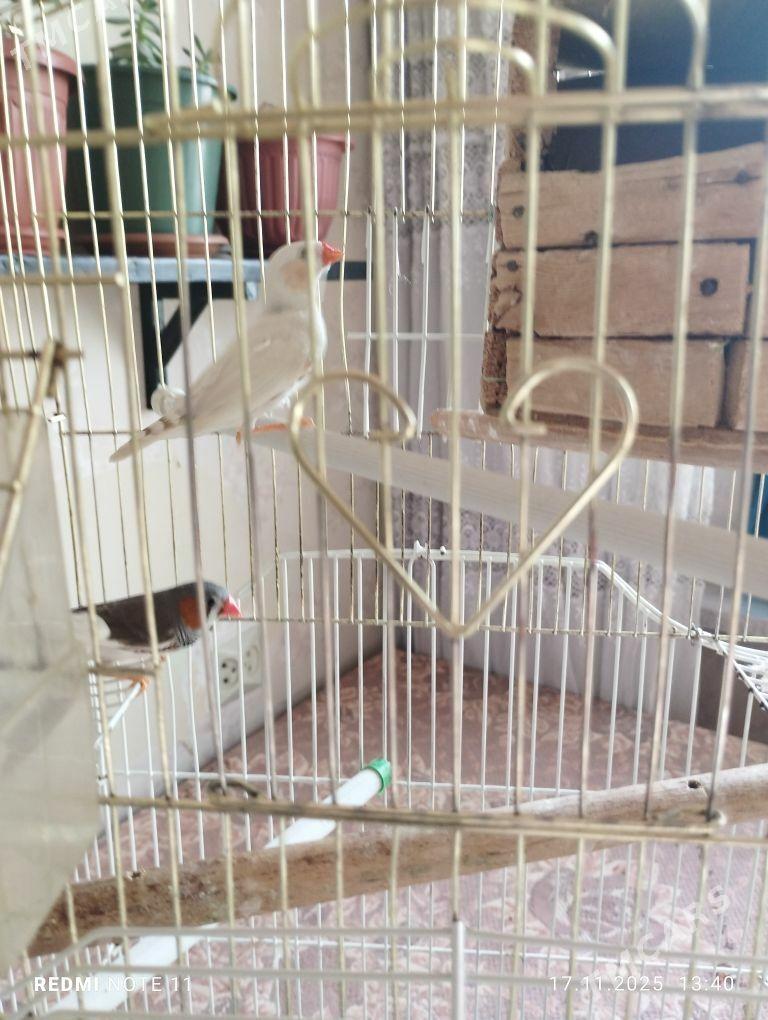 попугайчики,,амадины - Мары - img 4