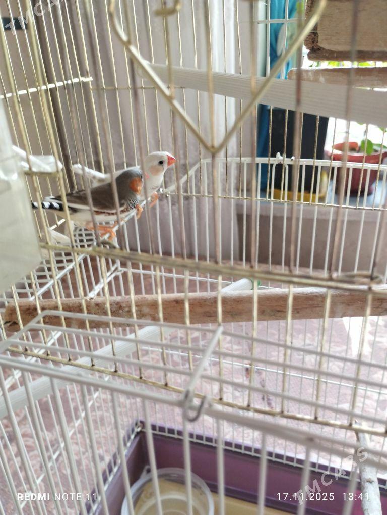 попугайчики,,амадины - Мары - img 5