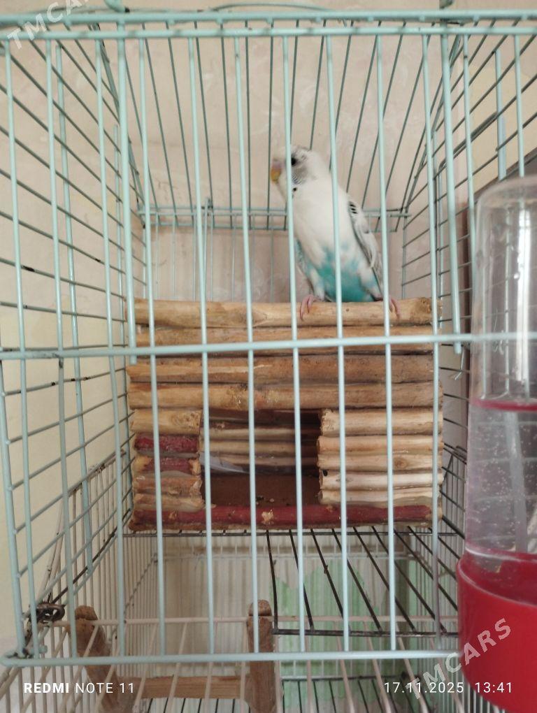 попугайчики,,амадины - Мары - img 3