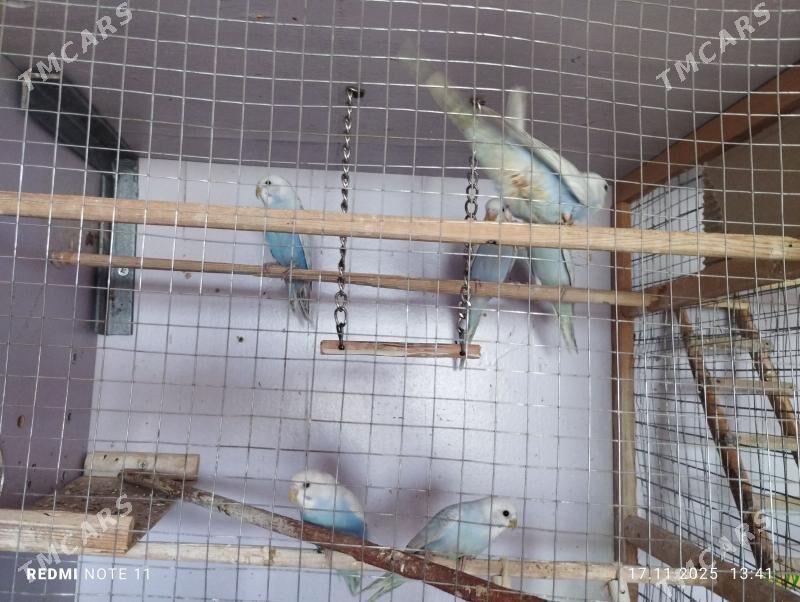 попугайчики,,амадины - Мары - img 2
