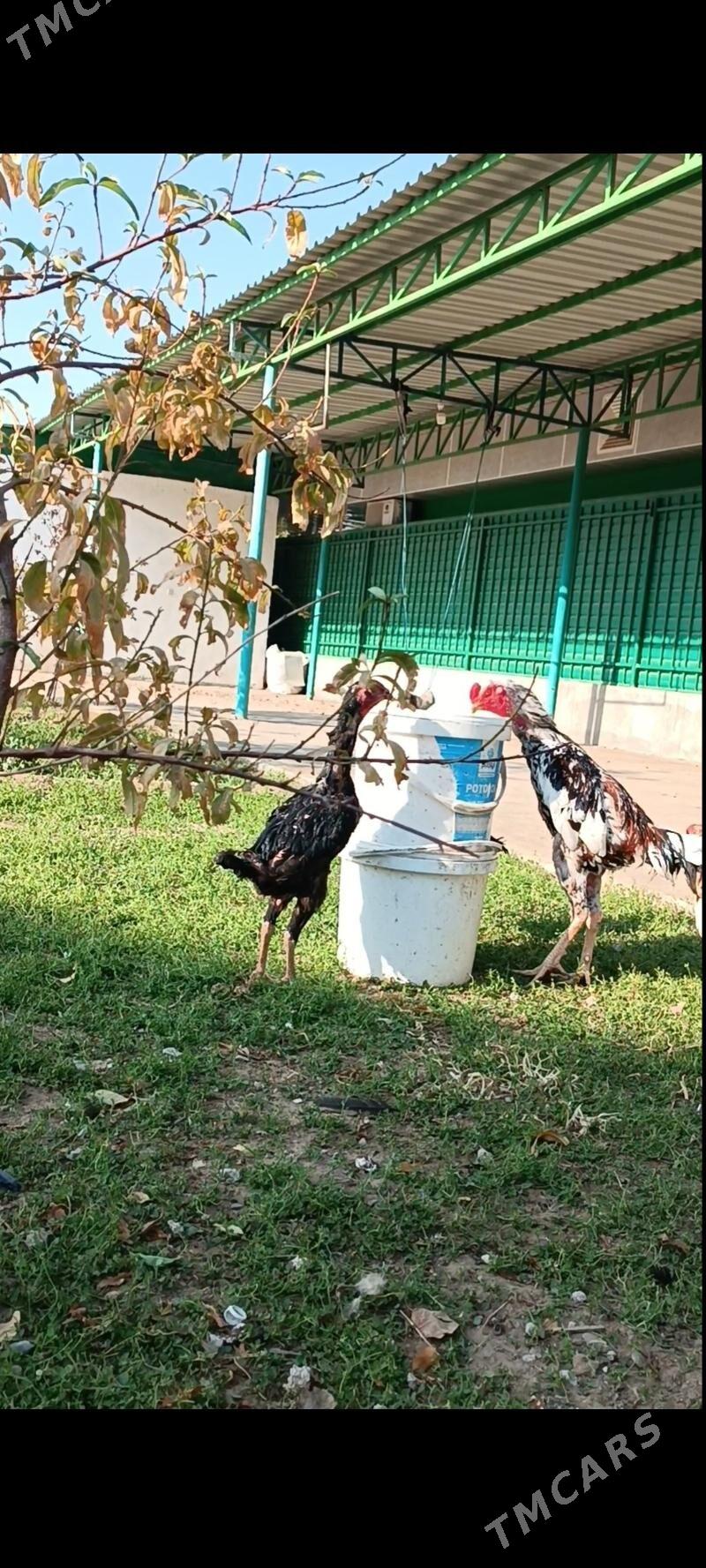 Taşkent ýumurtga - Тязе заман - img 3