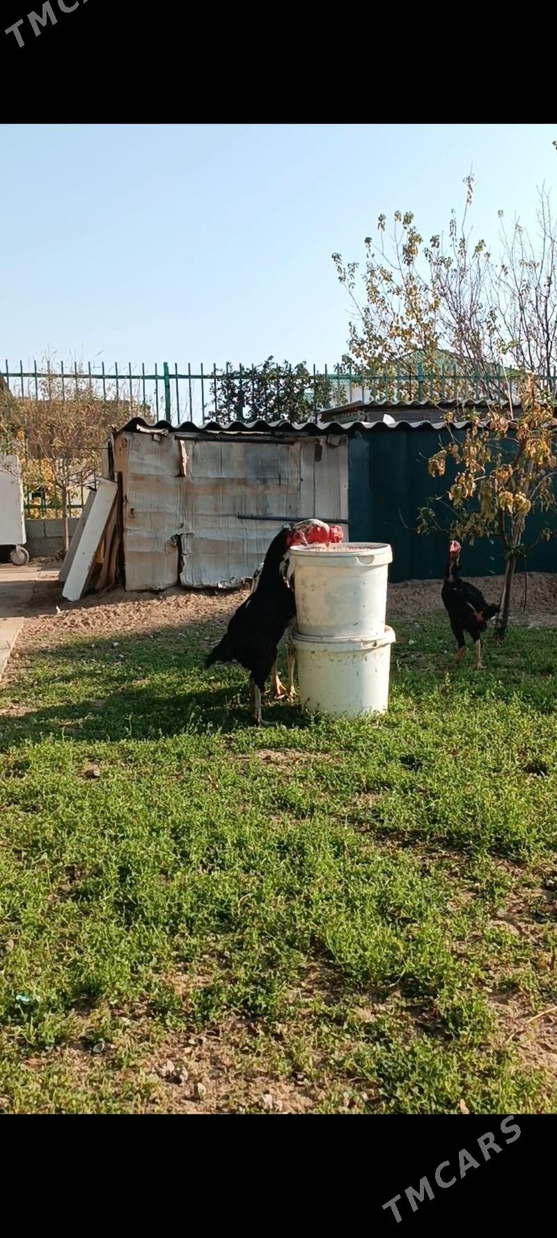 Taşkent ýumurtga - Тязе заман - img 4