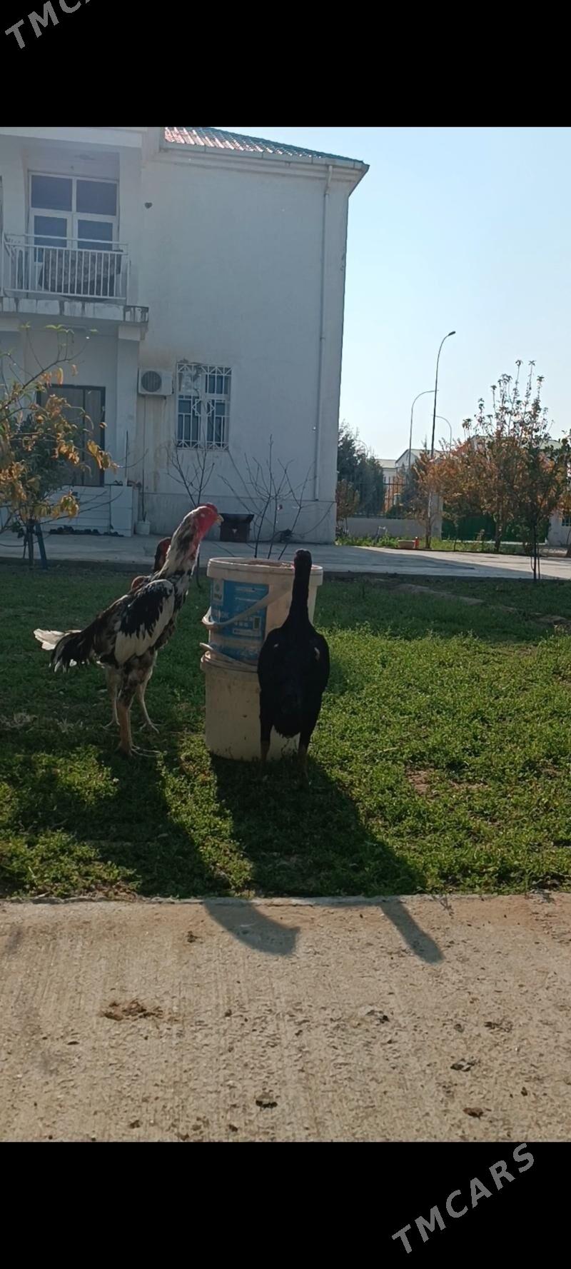 Taşkent ýumurtga - Тязе заман - img 2