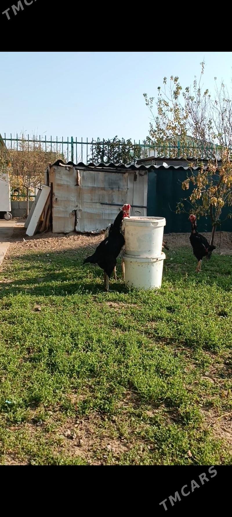 Taşkent ýumurtga - Тязе заман - img 5