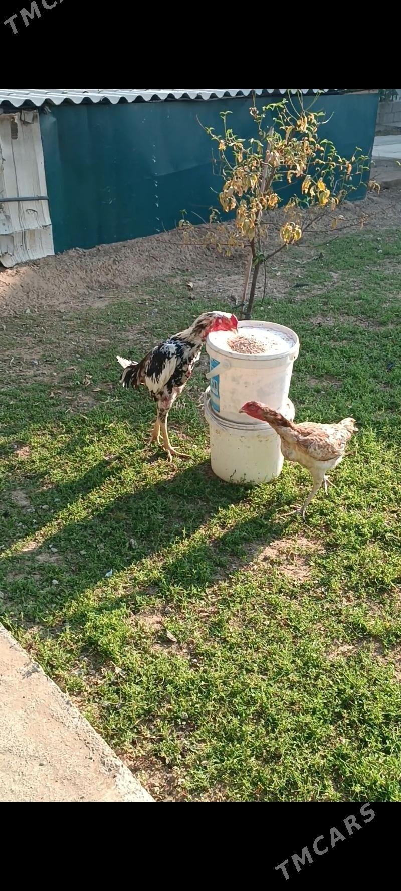 Taşkent ýumurtga - Тязе заман - img 1