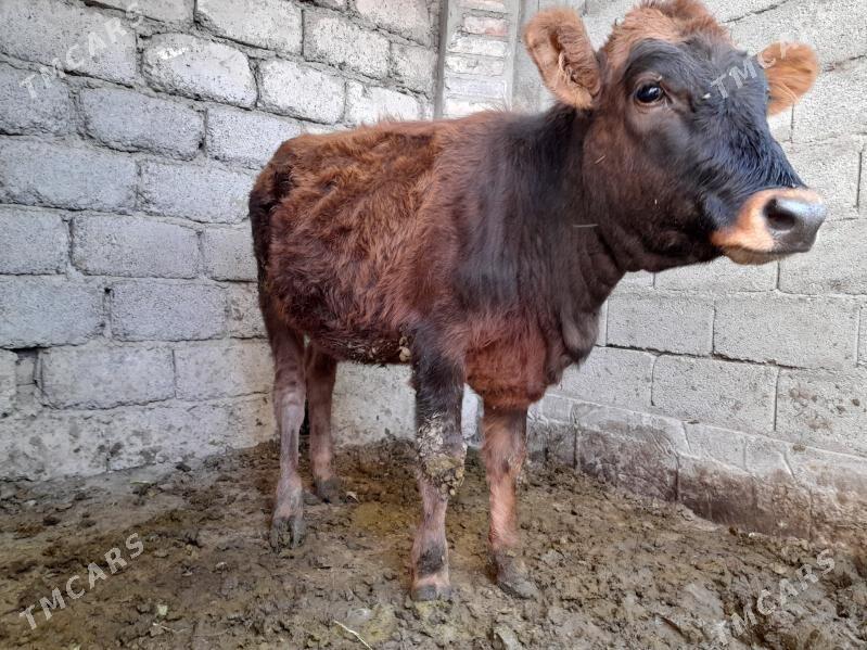 8aylyk tuwe - Ýaşlyk - img 2