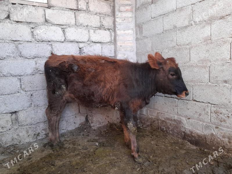 8aylyk tuwe - Ýaşlyk - img 3