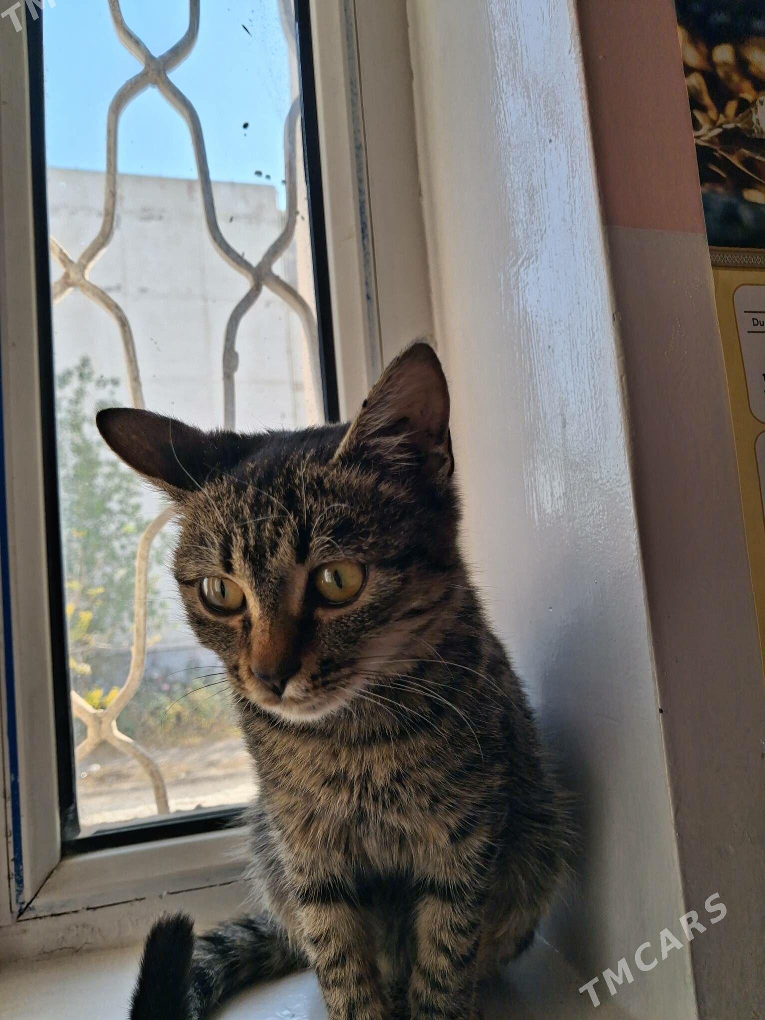 кошка - Туркменабат - img 2