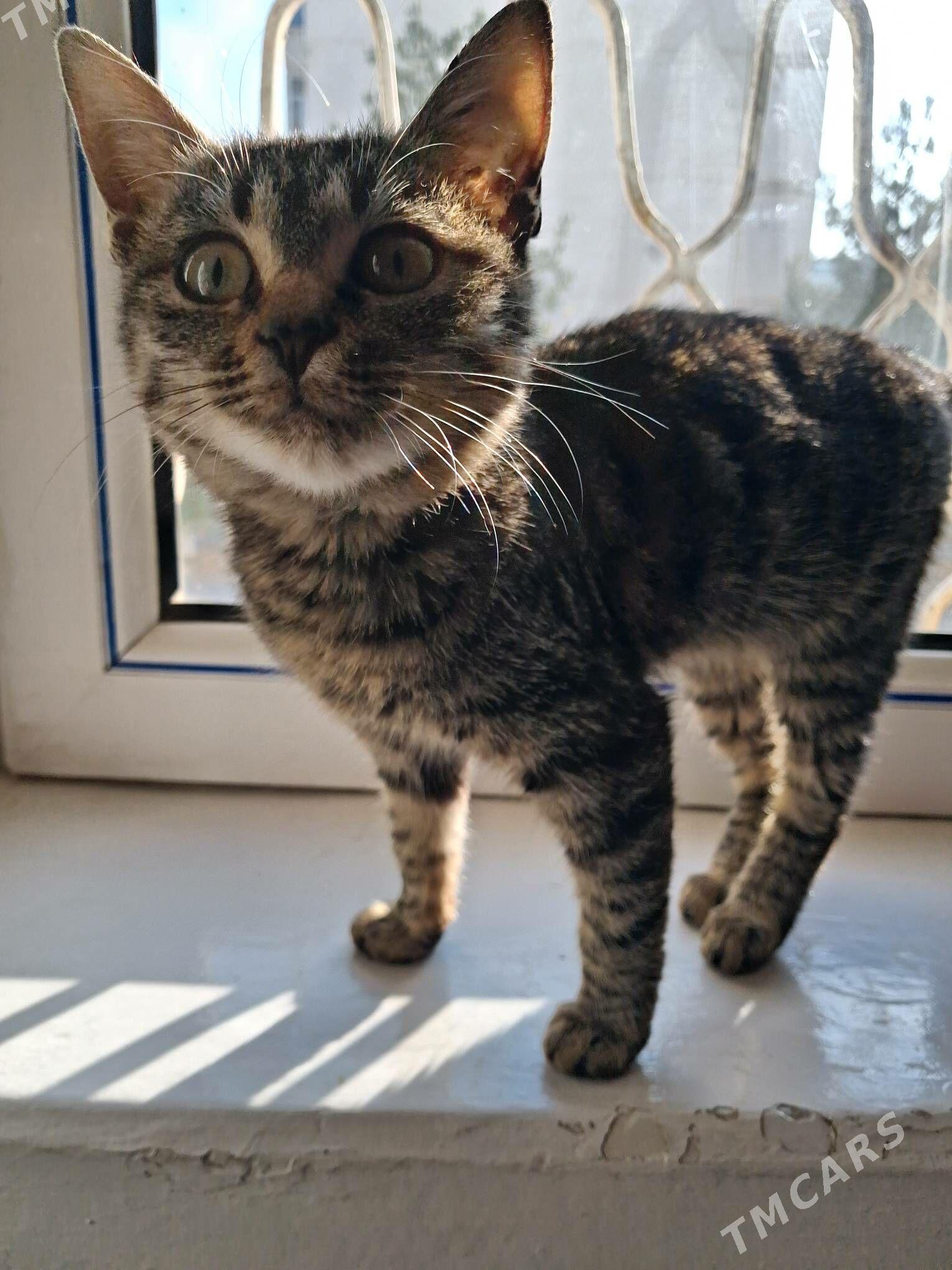 кошка - Туркменабат - img 3