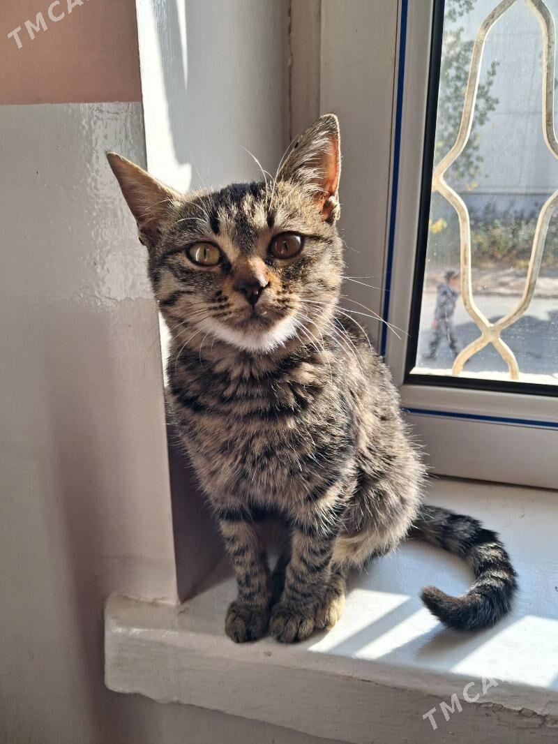 кошка - Туркменабат - img 1