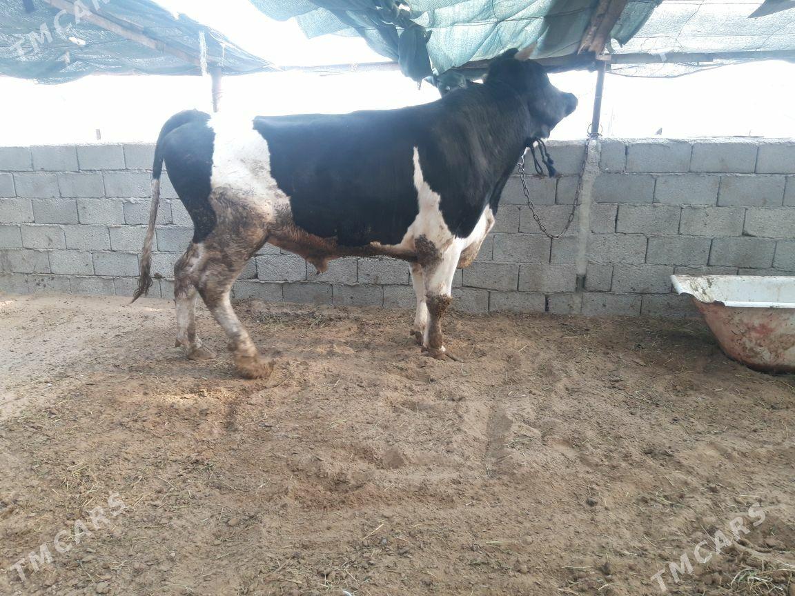 okuz - Aşgabat - img 4