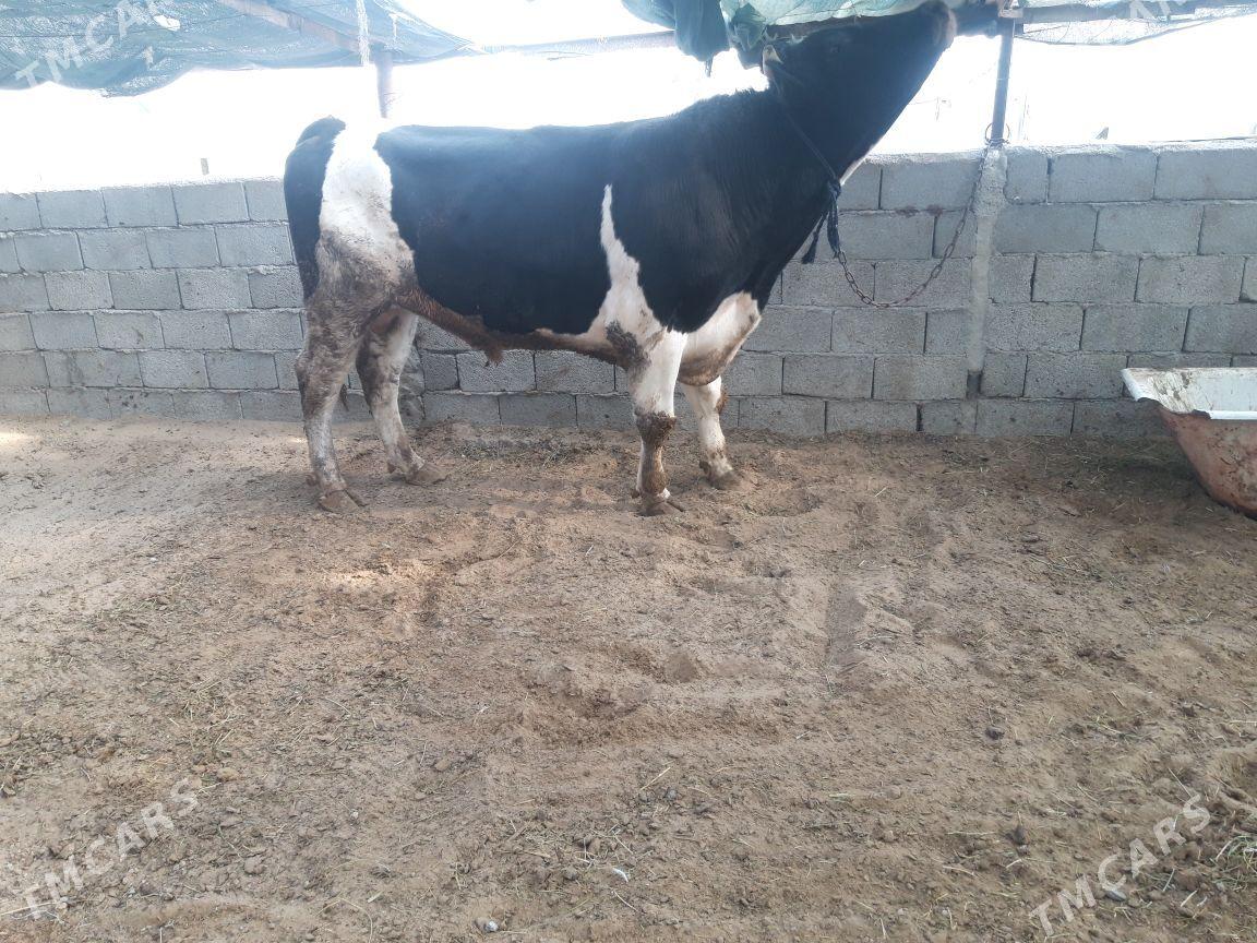 okuz - Aşgabat - img 3