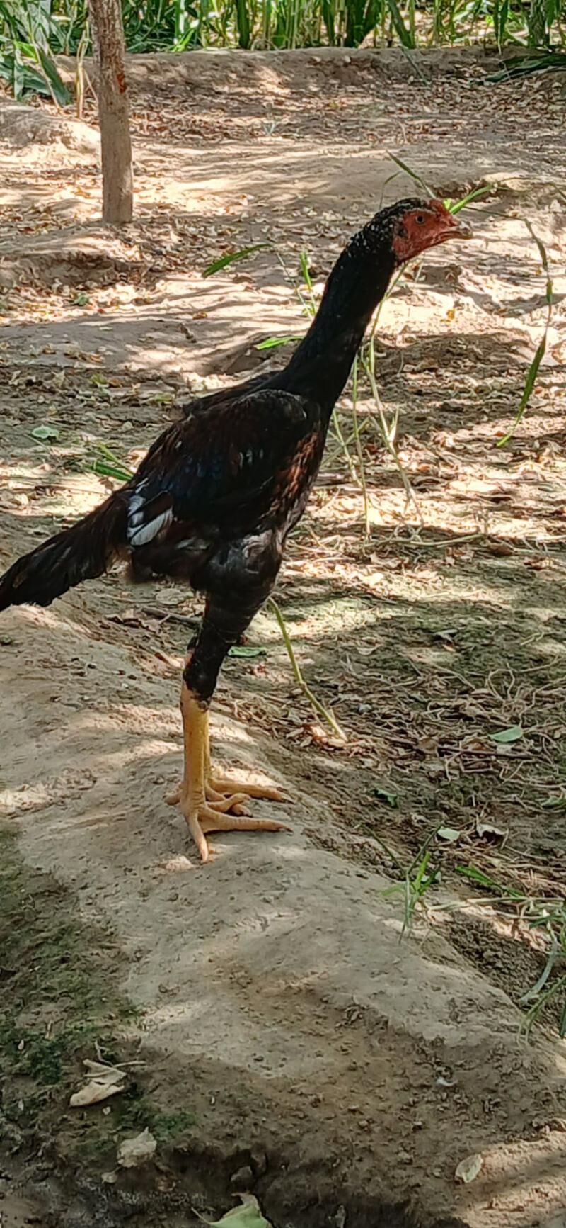 taskent juyje - Ашхабад - img 2