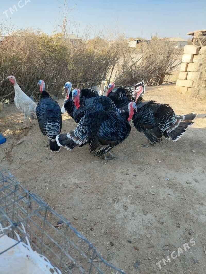 induk horaz - Tejen - img 2