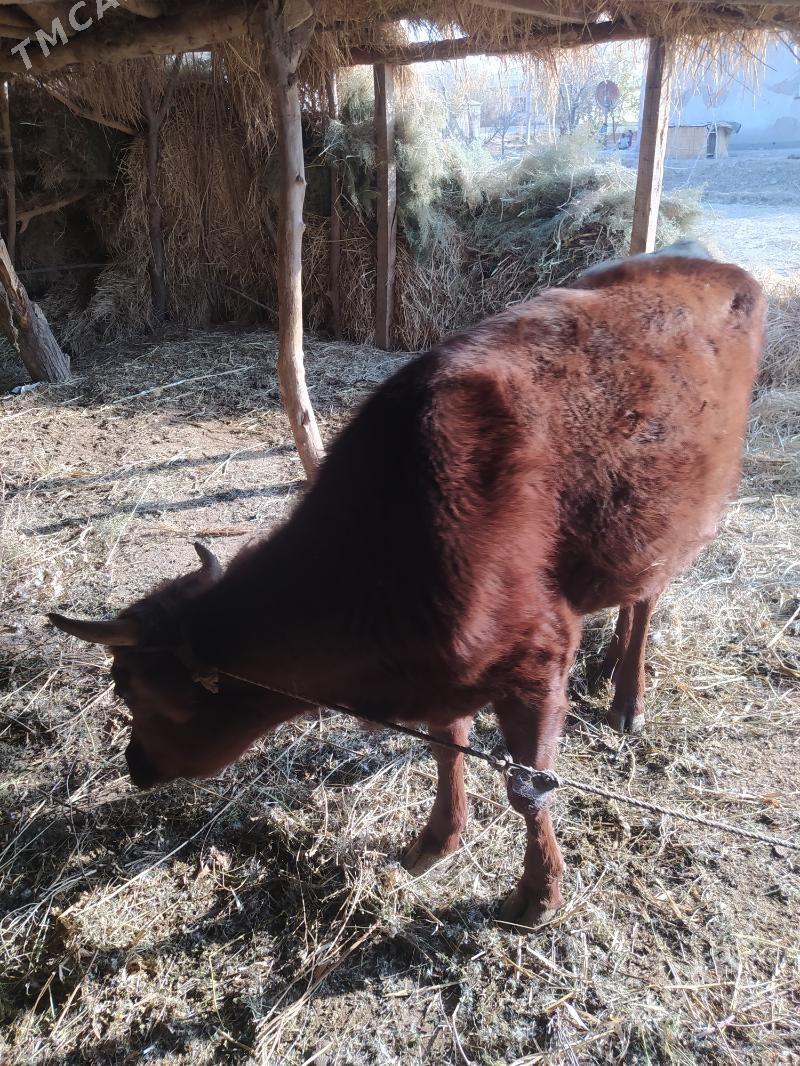 gacar - Görogly (Tagta) - img 3