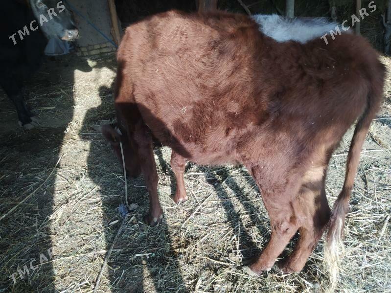 gacar - Görogly (Tagta) - img 4