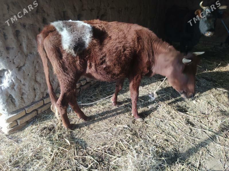 gacar - Görogly (Tagta) - img 2