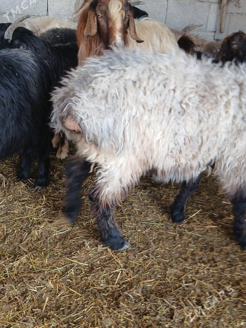 gurat mallar - Яшлык - img 8