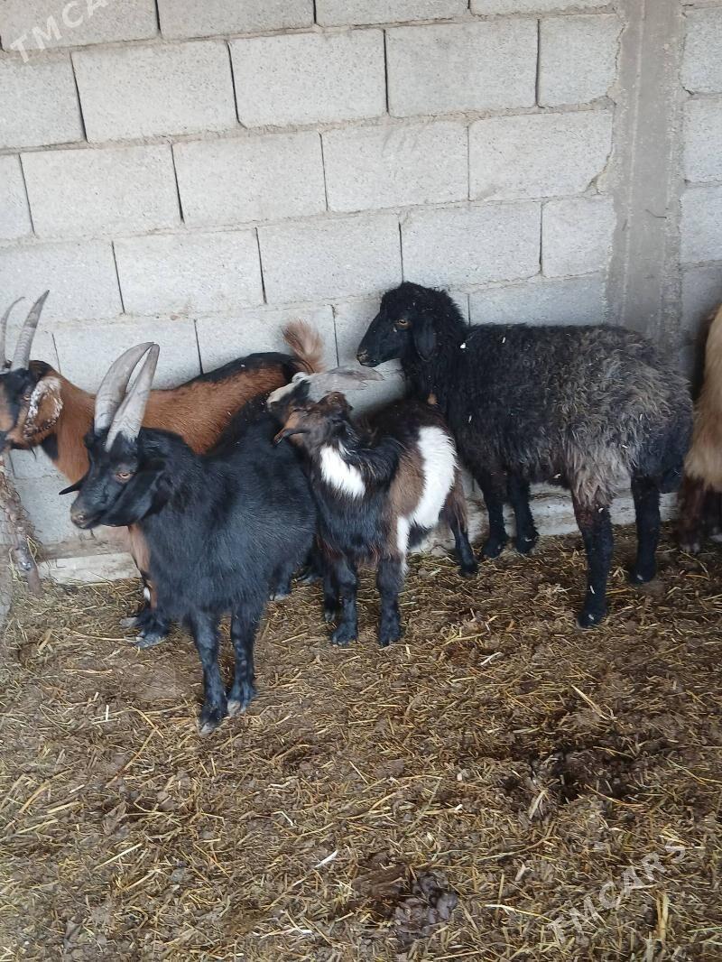 gurat mallar - Яшлык - img 3