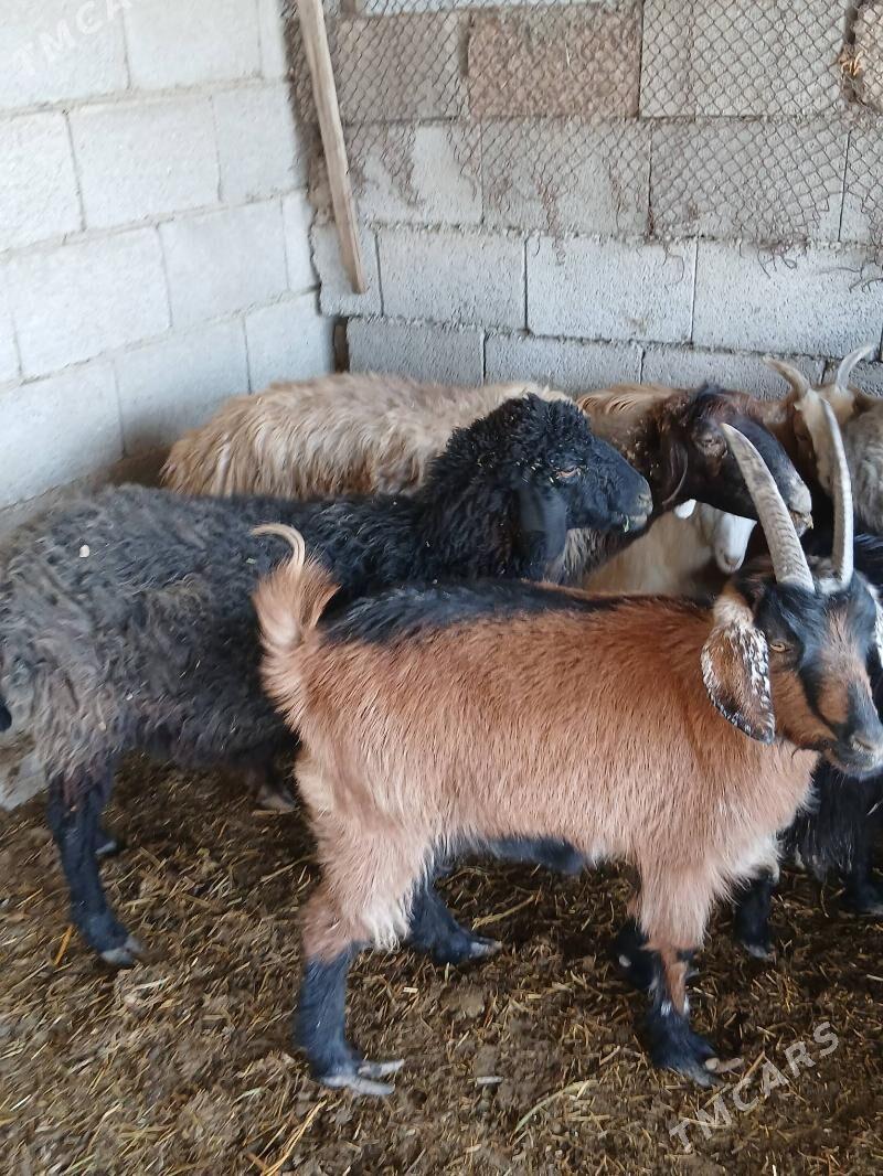 gurat mallar - Яшлык - img 4