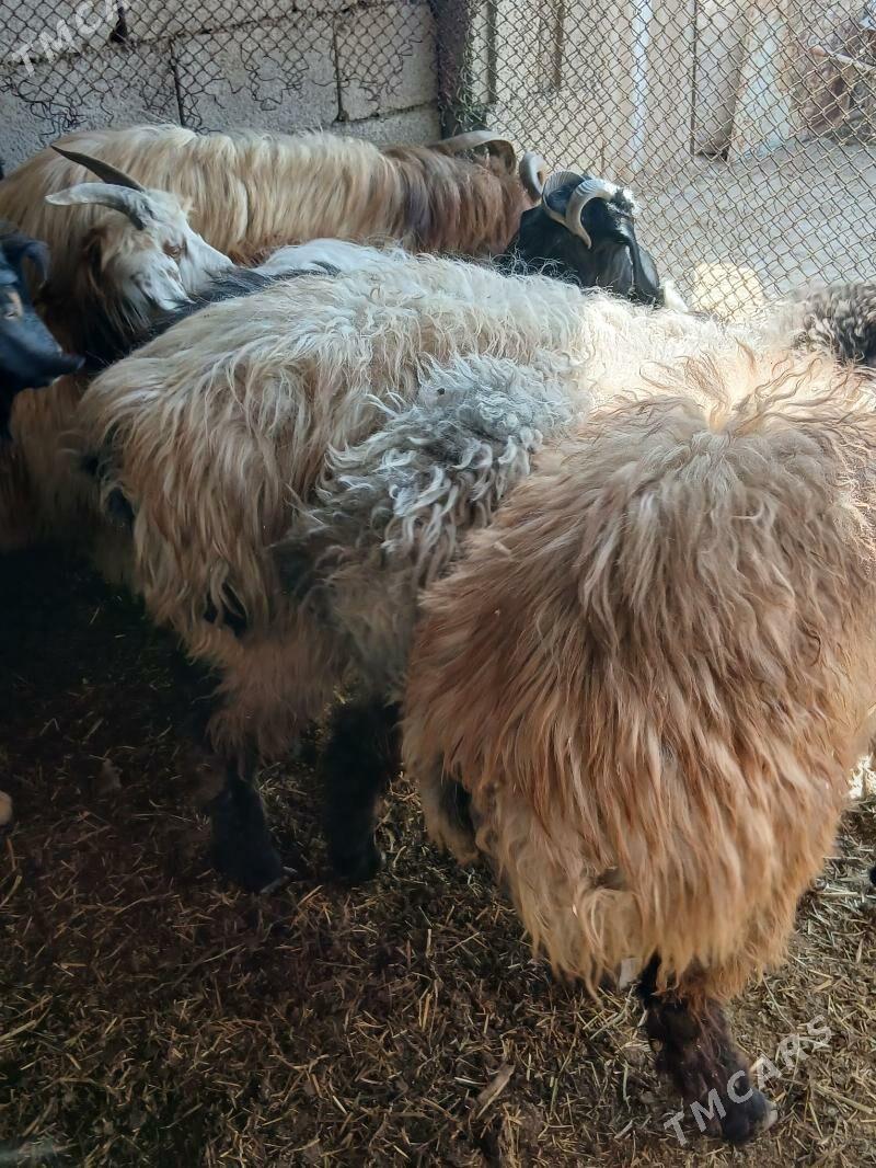 gurat mallar - Яшлык - img 6