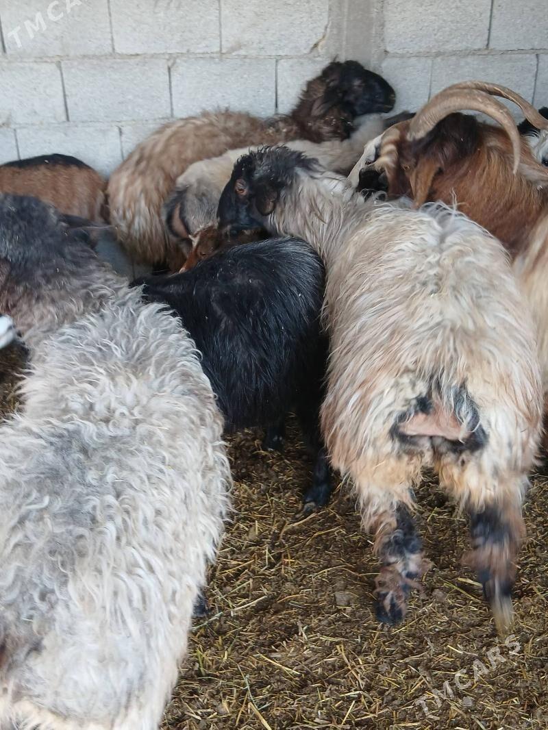 gurat mallar - Яшлык - img 1