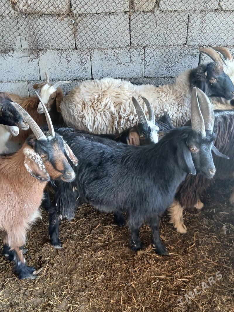 gurat mallar - Яшлык - img 5