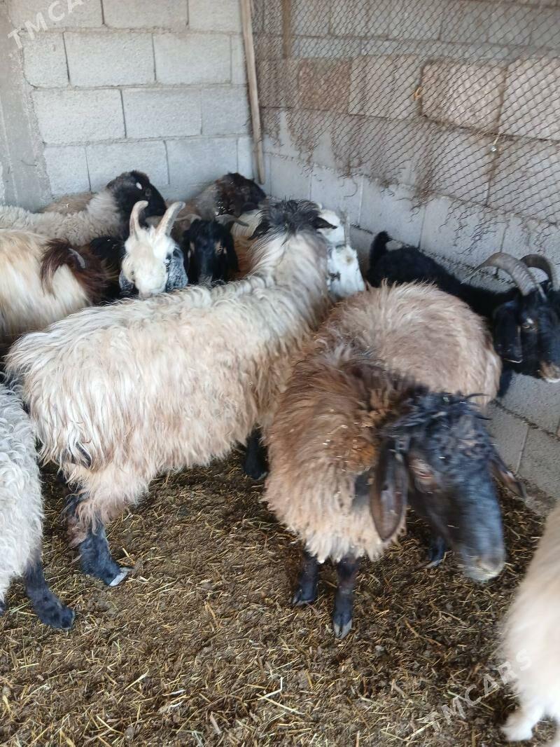 gurat mallar - Яшлык - img 2