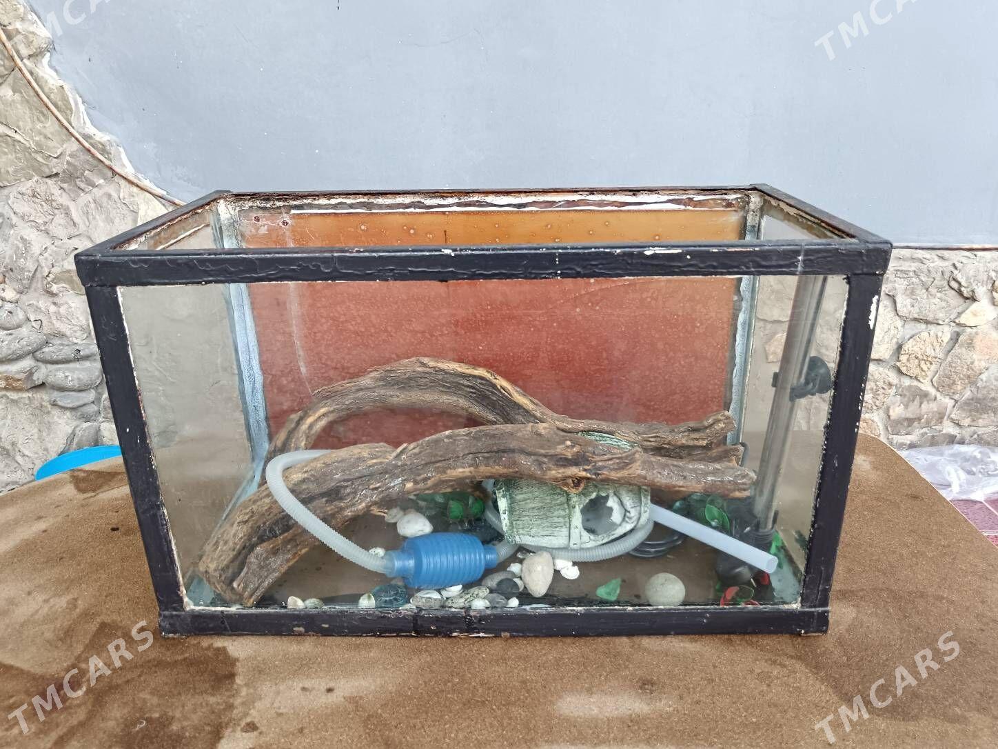 Stol, Akwariyum bilen zatlary - Bagyr - img 3