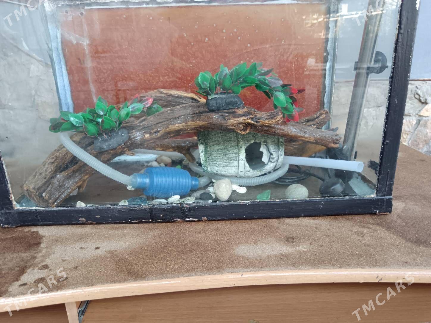 Stol, Akwariyum bilen zatlary - Bagyr - img 6