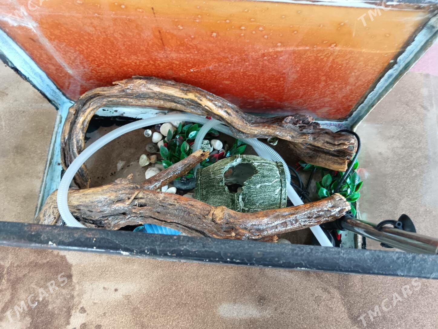 Stol, Akwariyum bilen zatlary - Bagyr - img 4