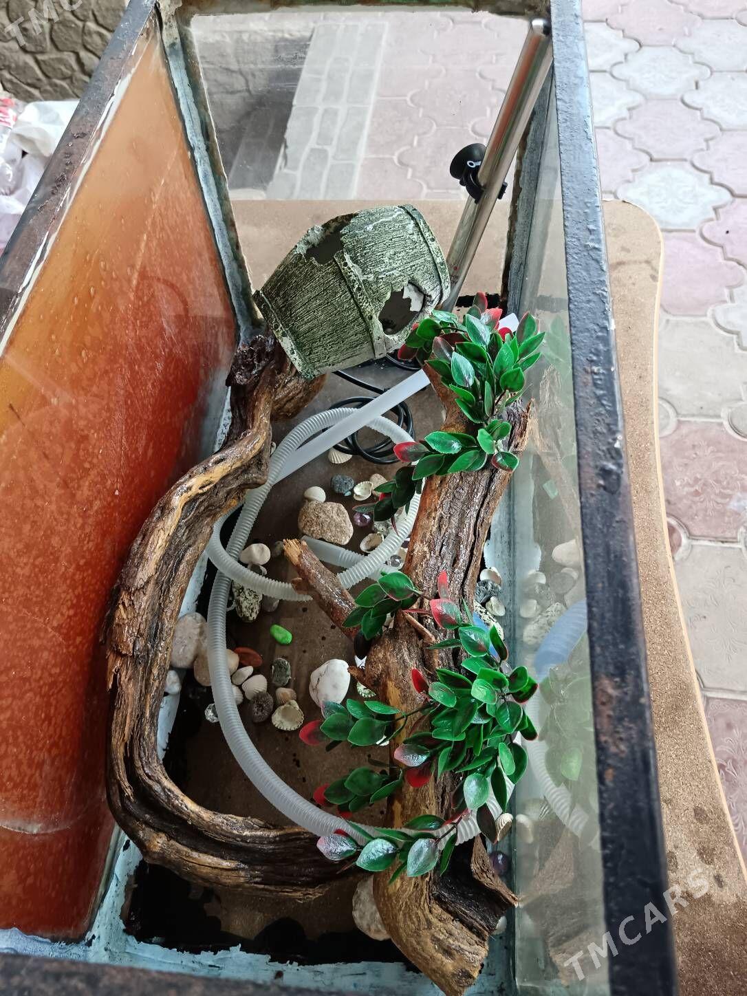 Stol, Akwariyum bilen zatlary - Bagyr - img 5