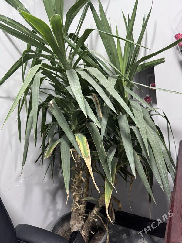 ой гуллери - Туркменабат - img 6