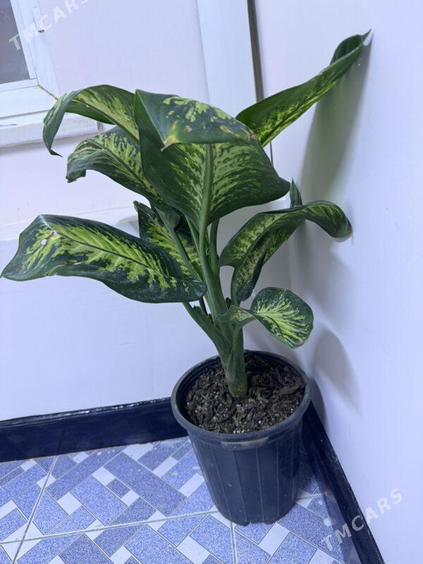 ой гуллери - Туркменабат - img 2