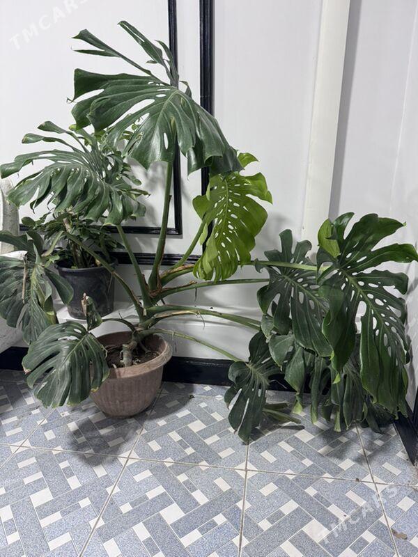 ой гуллери - Туркменабат - img 3