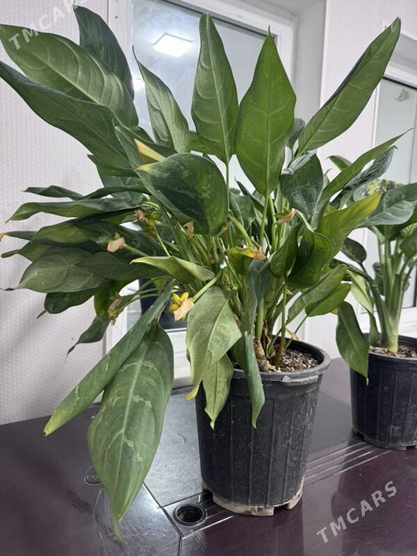 ой гуллери - Туркменабат - img 4