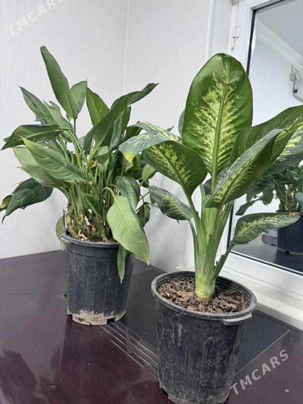 ой гуллери - Туркменабат - img 5