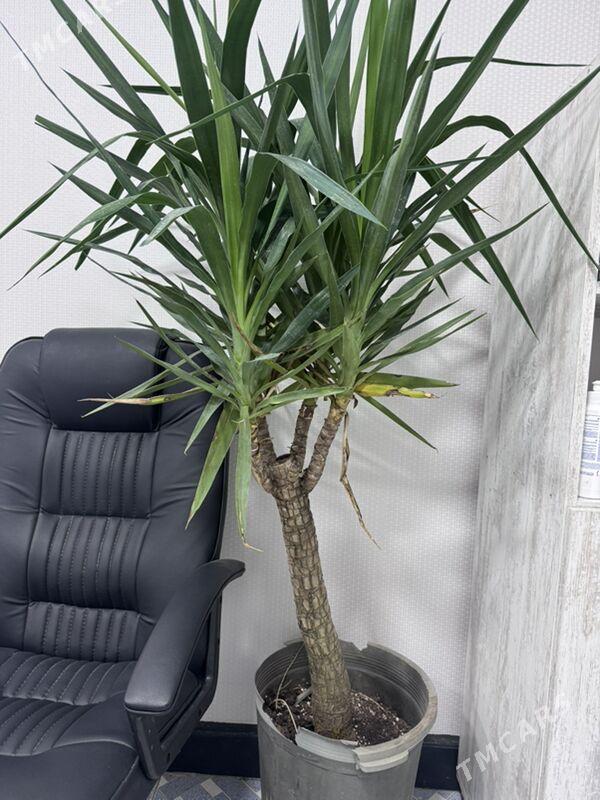 ой гуллери - Туркменабат - img 7