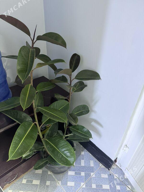 ой гуллери - Туркменабат - img 8