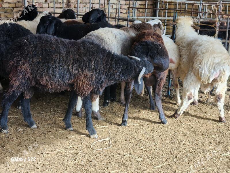 Гойун токлы - Туркменабат - img 3