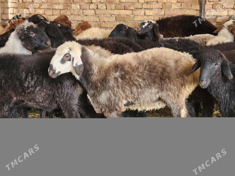 Гойун токлы - Туркменабат - img 2