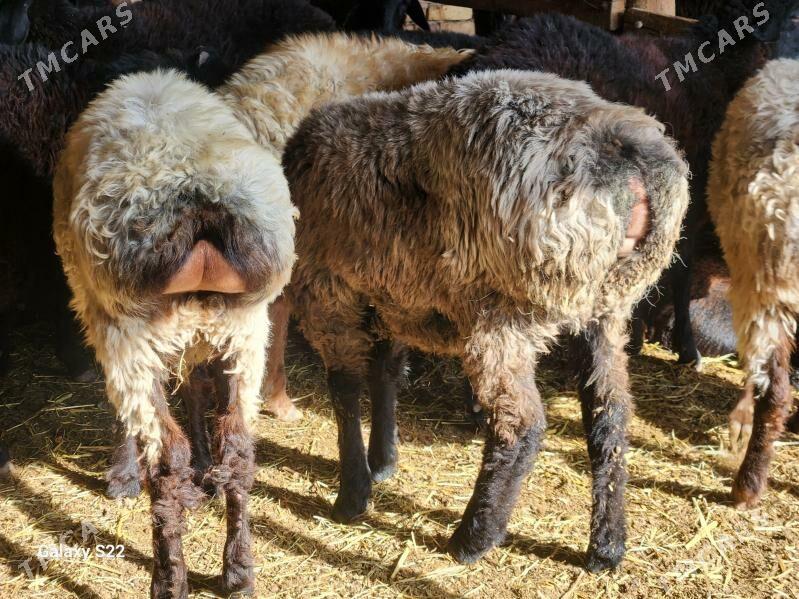 Гойун токлы - Туркменабат - img 4