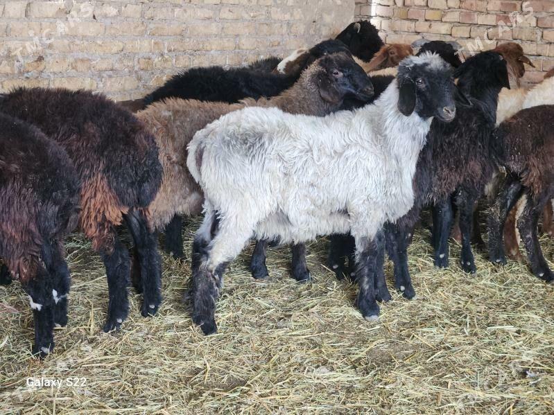 Гойун токлы - Туркменабат - img 5