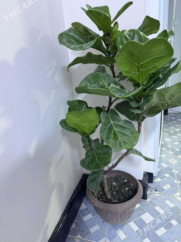 ой гуллери - Туркменабат - img 9