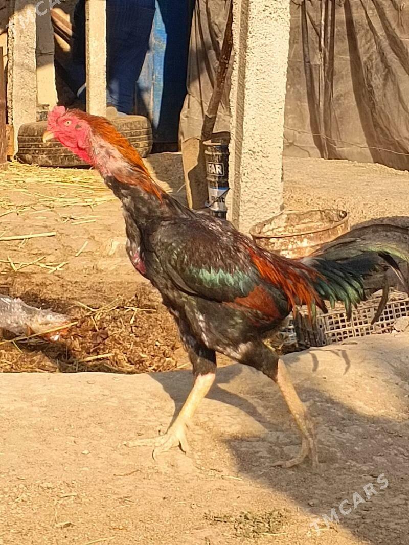 taşkent - Gökdepe - img 2