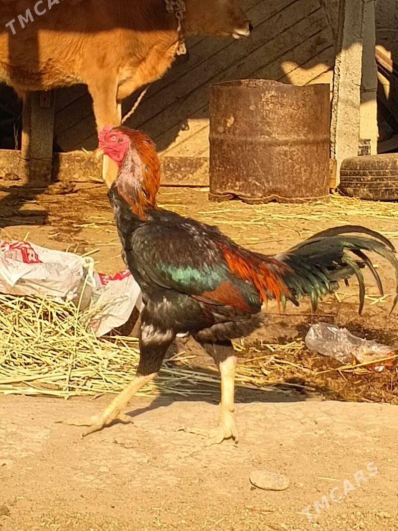 taşkent - Gökdepe - img 1