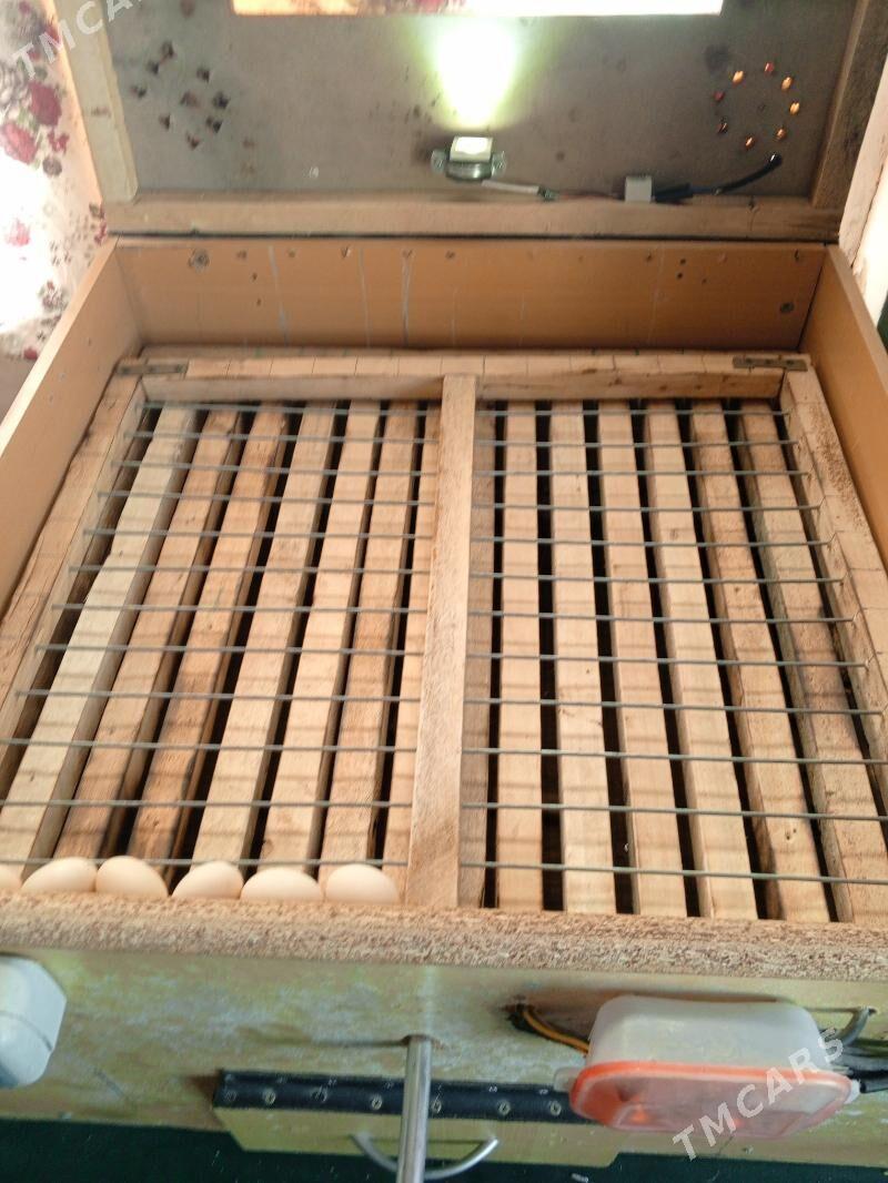 жуйже чыкарылян энжам. - Gökdepe - img 5