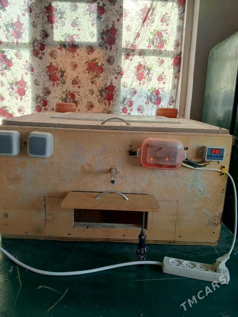 жуйже чыкарылян энжам. - Gökdepe - img 2