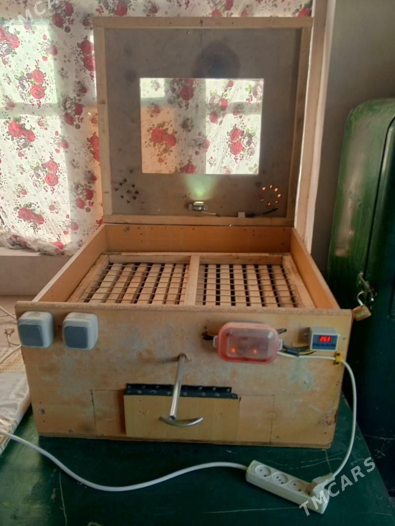 жуйже чыкарылян энжам. - Gökdepe - img 6