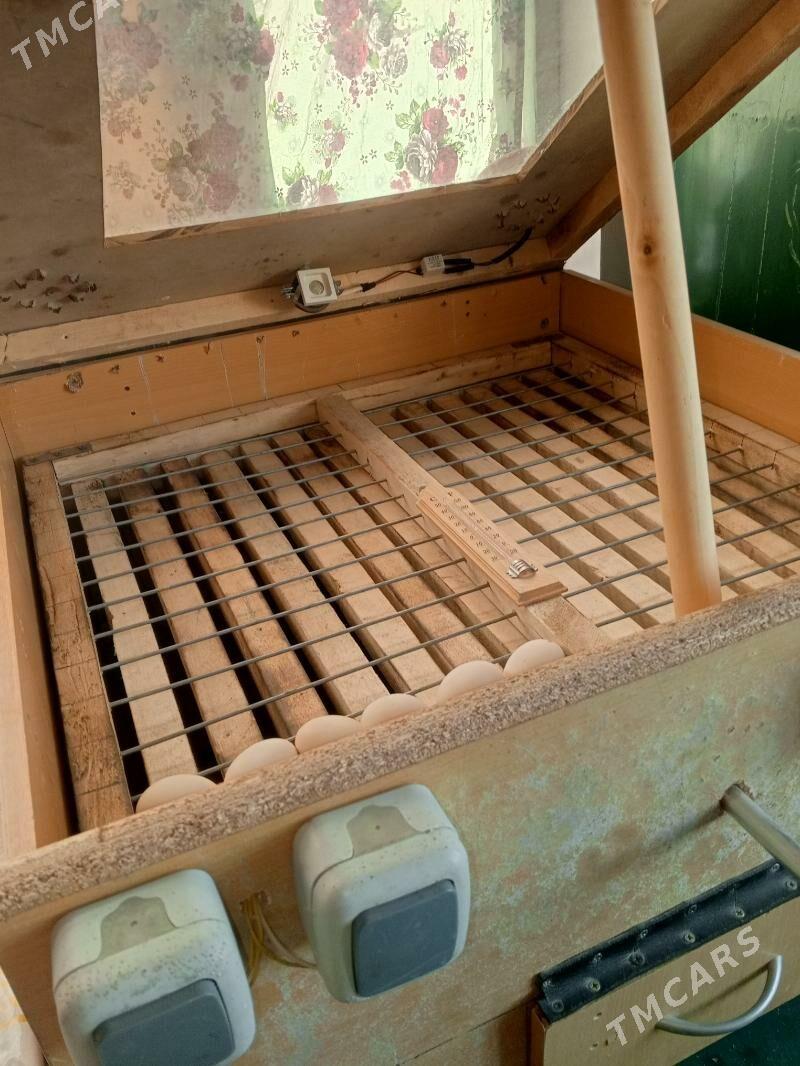 жуйже чыкарылян энжам. - Gökdepe - img 4